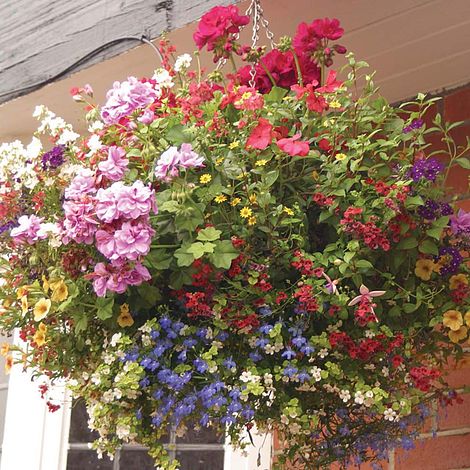 Hanging Basket Plant Selection | Van Meuwen