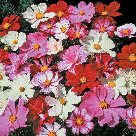 Cosmos bipinnatus 'All Sorts Mixed' (Seeds) | Van Meuwen