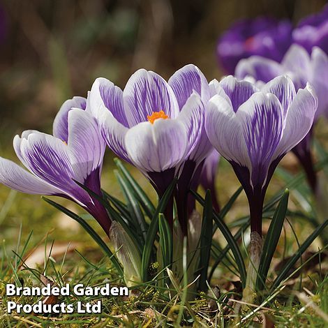 Crocus 'Pickwick'