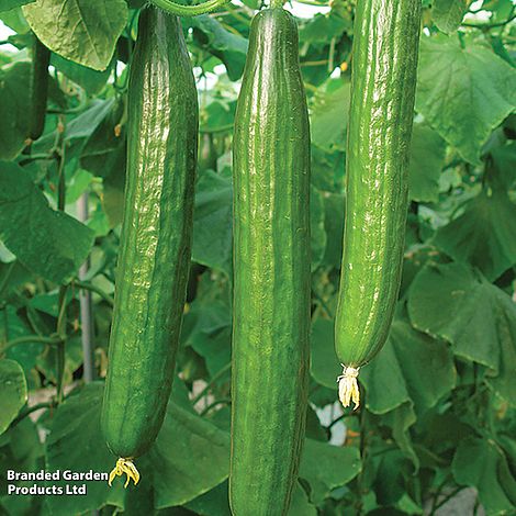 Cucumber 'Bella' F1 Hybrid - Seeds