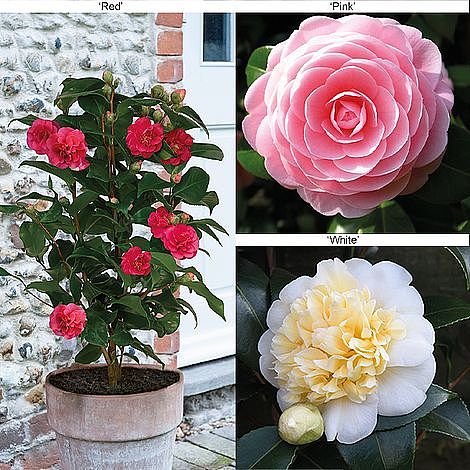 Camellia 'Blooming Wonder' - Gift | Van Meuwen