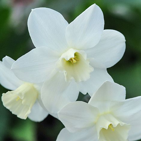 Daffodil 'Topolino' | Van Meuwen