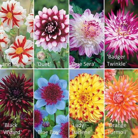 Dahlia 'Extravaganza' Collection | Van Meuwen