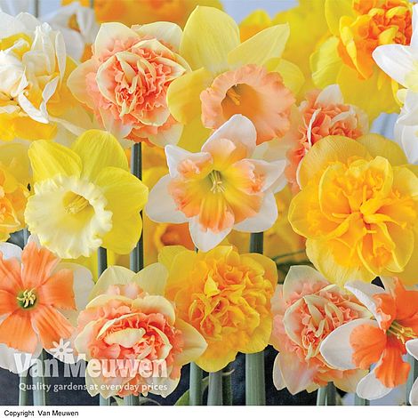 Cubiertos BLW  Amarillo Daffodil - Nai & Pai