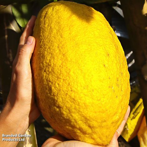 Citrus medica 'Cedro' (Citrus Fruit)