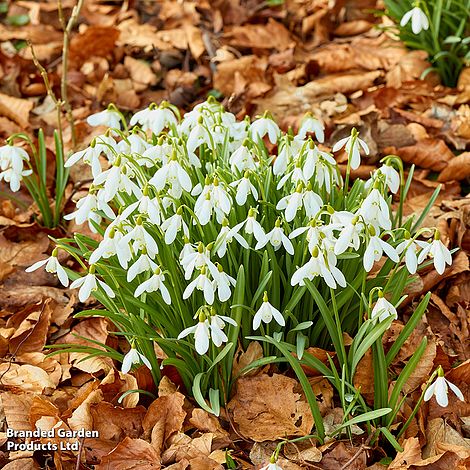 Galanthus woronowii