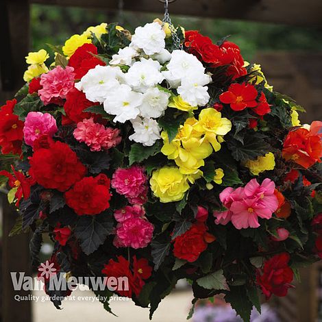 Garden Ready Collection Van Meuwen