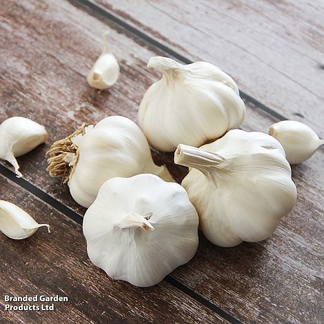 Garlic 'Solent Wight' (Spring/Autumn Planting)