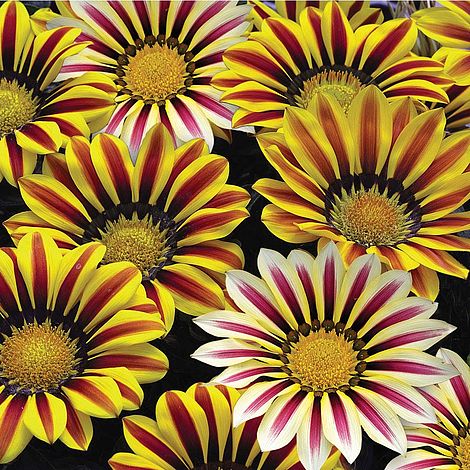 Gazania 'Big Kiss' | Van Meuwen