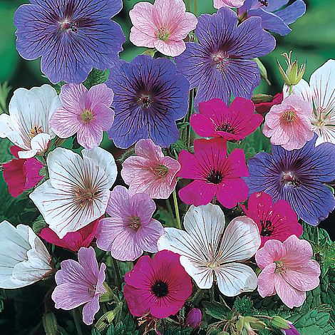 Geranium 'Hardy Mixed' | Van Meuwen