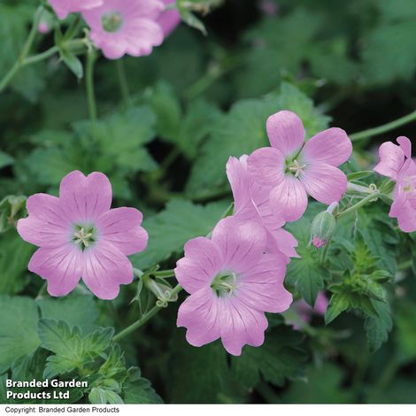 Geranium endressii