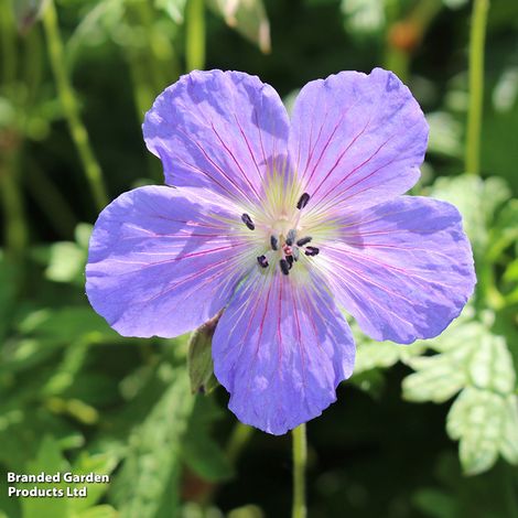 Geranium himalayense 'Gravetye'