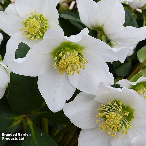 Hellebore 'Single Clear White'