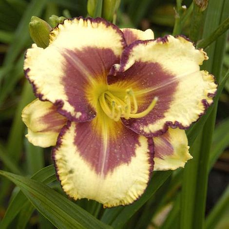 Daylily 'Blueberry Cream' | Van Meuwen