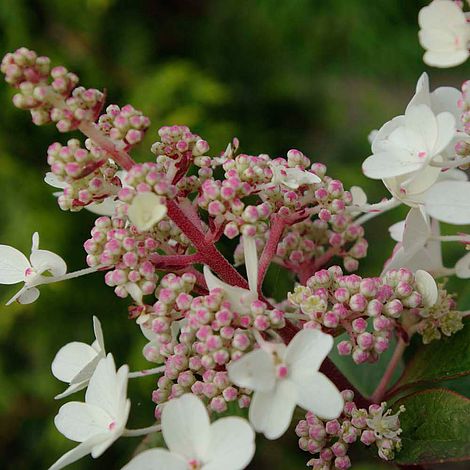 Hydrangea Paniculata Candlelight Van Meuwen