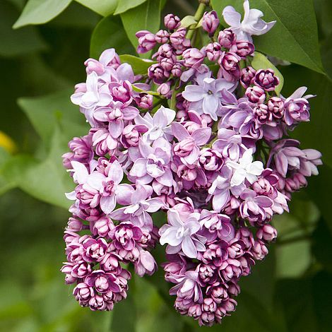 Lilac 'Beauty Of Moscow' | Van Meuwen