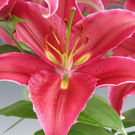 Lily 'Oriental Love Story' | Van Meuwen