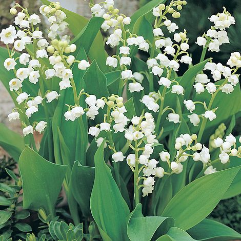 Convallaria majalis 'Bordeaux', Lily of the Valley