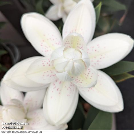 Lily 'Double Bounty'