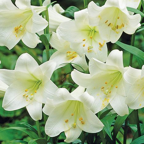 Lily 'Trumpet White' | Van Meuwen