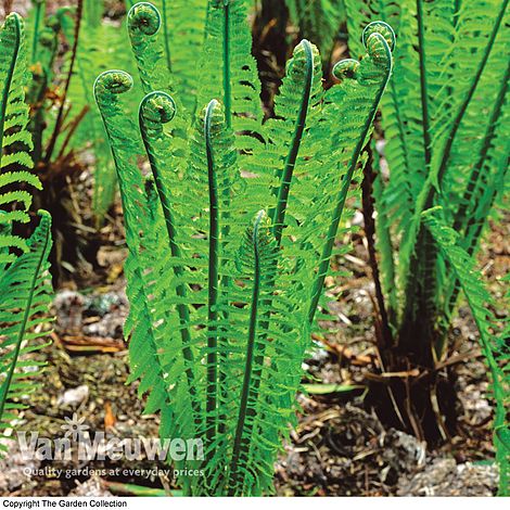 Shuttlecock Fern | Van Meuwen