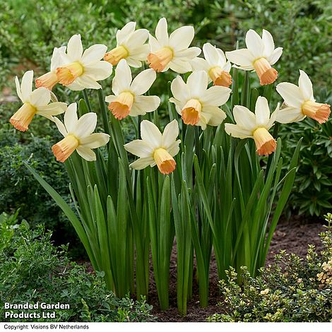 Narcissus 'Carice'