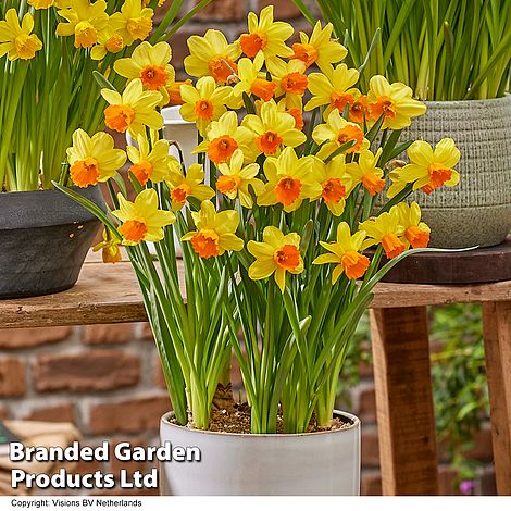 Narcissus 'Maria Geertruida'