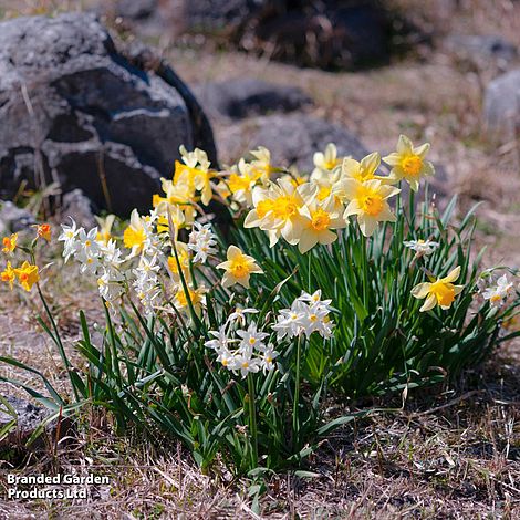 Daffodil Rockgarden Mix