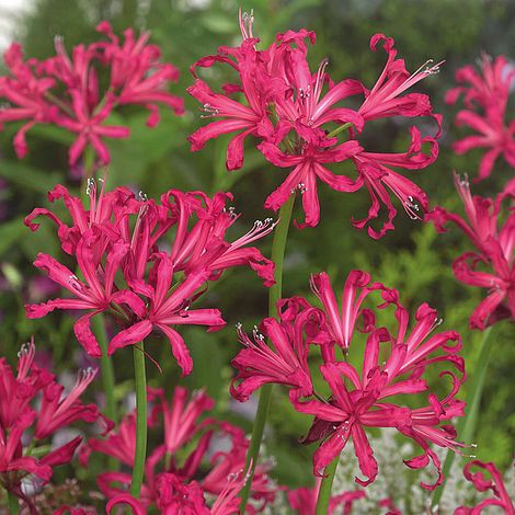 Nerine 'Mr John' | Van Meuwen