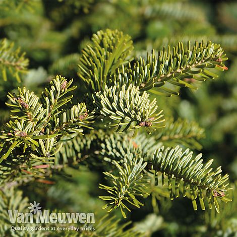 Abies nordmanniana