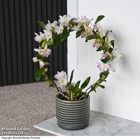 Dendrobium nobile 'White Arch'