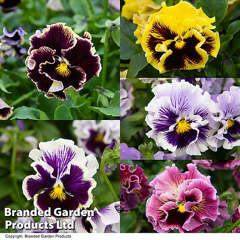 Pansy 'Ruffles Collection'