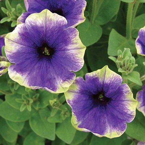 Petunia 'Moonlight Eclipse' | Van Meuwen