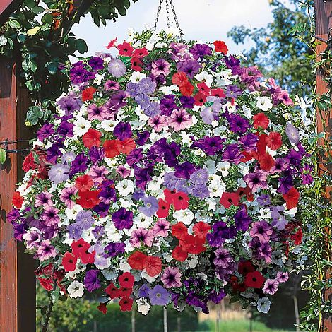 Petunia 'Surfinia® Collection' | Van Meuwen