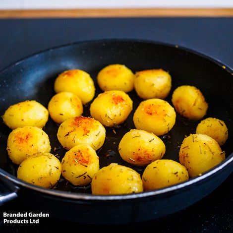 Potato 'Caledonian Pearl'