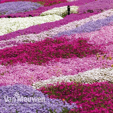 Creeping Phlox Collection