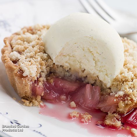 Rhubarb 'Crumble King'