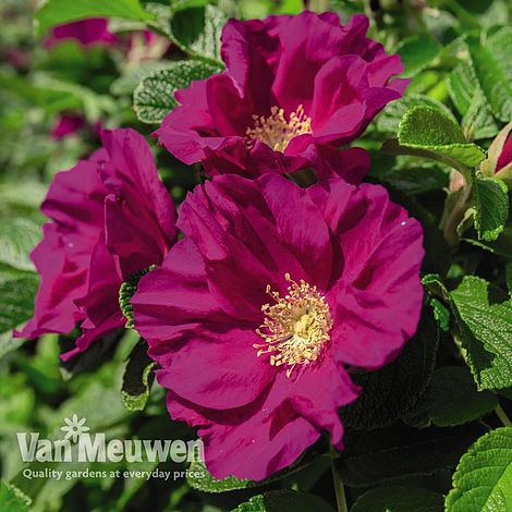 Rose rugosa 'Rubra' (Species Shrub Rose) | Van Meuwen