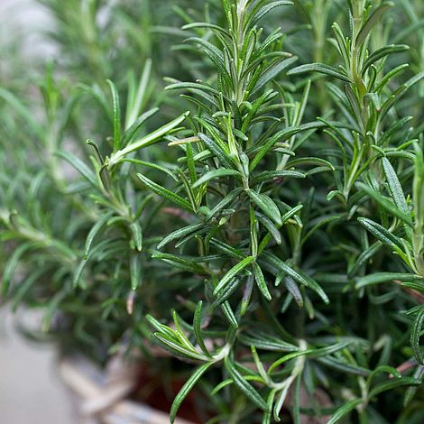 Rosemary (Seeds) | Van Meuwen