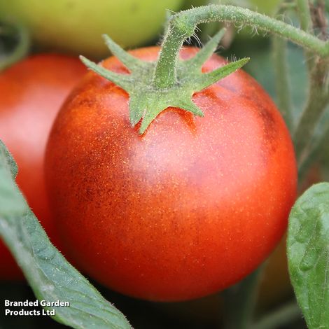 Tomato 'Akoya'