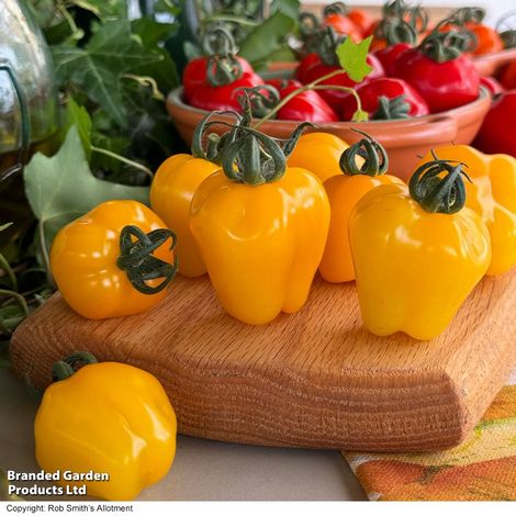 Tomato 'Appleberry Sunny Yellow'