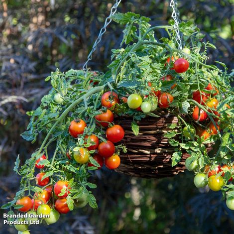 Tomato 'Cherry Blast'