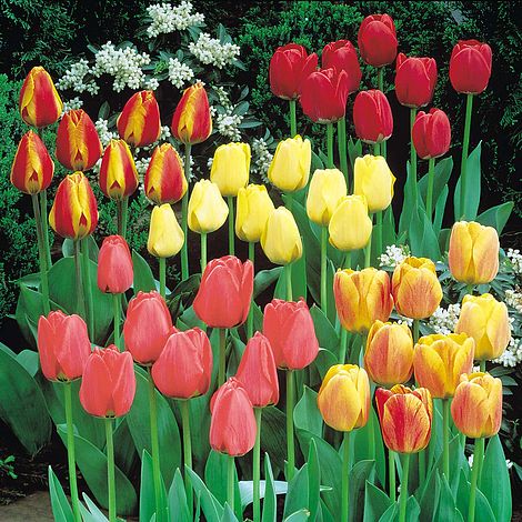 Nurserymans Choice Tulips