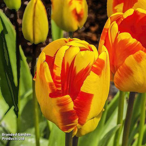 Tulip 'Banja Luka'