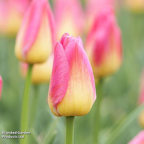 Tulip 'Dynasty'