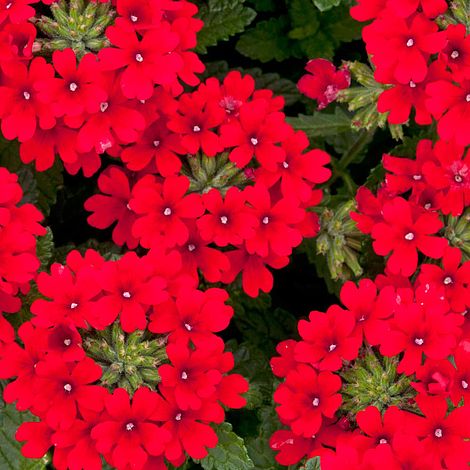 Red verbena deals