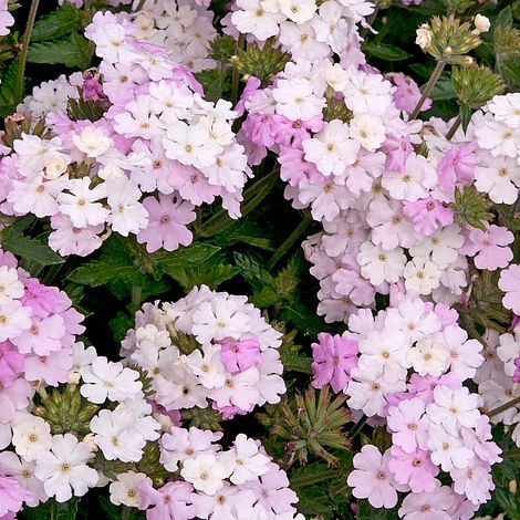 Verbena 'Endurascape White Blush' | Van Meuwen