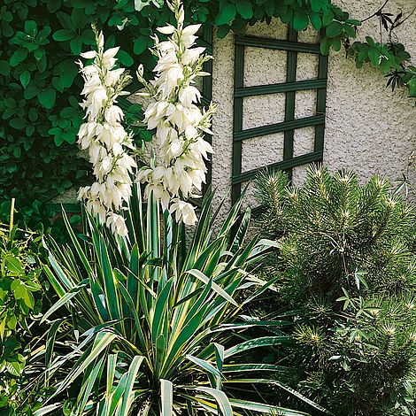 Yucca filamentosa 'Bright Edge' | Van Meuwen