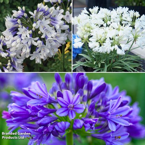 Agapanthus Collection