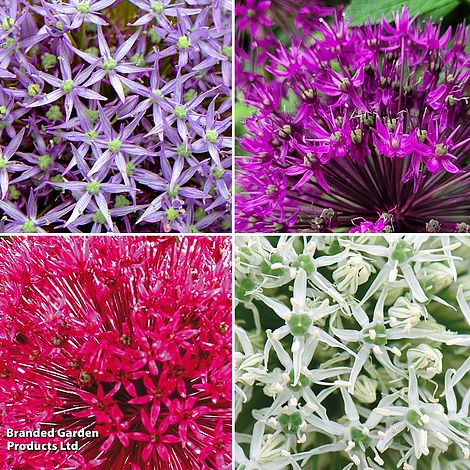 Allium 'Giant Collection'